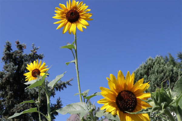 Sunflowers are everywhere.